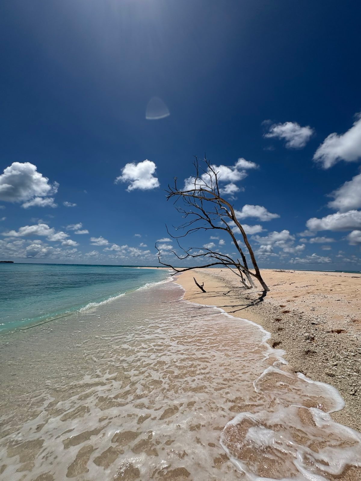 Beach scene with a leaning tree and shallow turquoise water in Tuvalu.